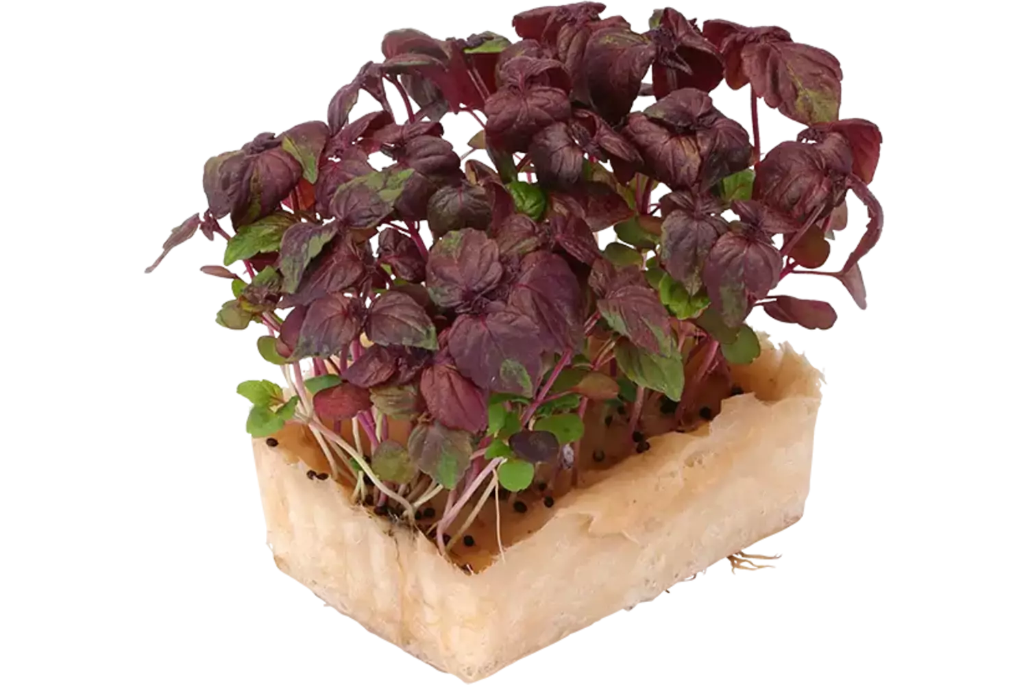Shiso purple cress duo topseal stuk